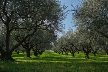 Trees in a row.  Traditional plantation of olive trees in Italy. Ripe olive plantations. Plantation of vegetable trees. Olive tree plantation. Clouds in the blue sky.