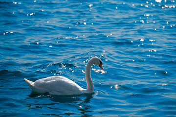 Beautiful Swan on a Crystal Clear deep blue water. close-up