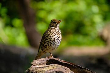 Zanglijster - Song Thrush