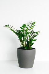 Obraz premium Green houseplant zamioculcas or zamiifolia in gray ceramic pot stand on white shelf at white background.
