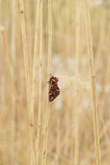 beautiful brown butterfly with horns sit on grass
