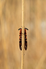 beautiful brown butterfly with horns sit on grass