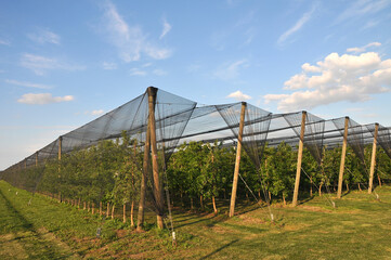 Fototapeta na wymiar Modern apple orchard with protective nets against hail