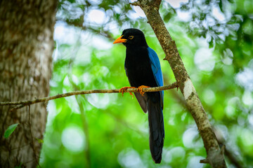 Fototapeta premium Close up of Yucatan jay (Cyanocorax yucatanicus) - young bird with yellow bill and blue mantle, perched on a branch near Campeche, Yucatan Peninsula, Mexico.