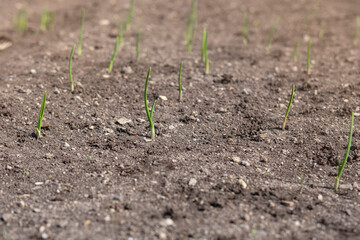 A bed of young green onions harvest in the garden. Horticultural season.