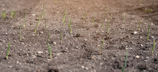 A bed of young green onions harvest in the garden. Horticultural season panorama.