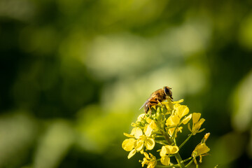 Pszczoła zbiera nektar z kwiatów rzepaku - obrazy, fototapety, plakaty