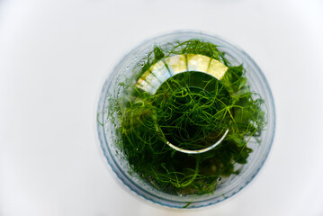 Sprouted seeds and stems of peas in a jar