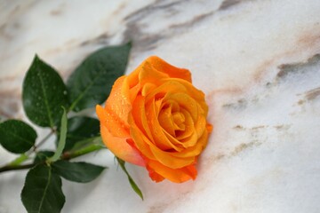 Rose  with orange petals on white marble background