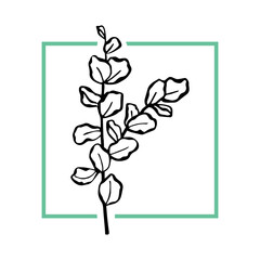 Vector fashion illustration of a branch of eucalyptus. Trendy minimalistic poster.