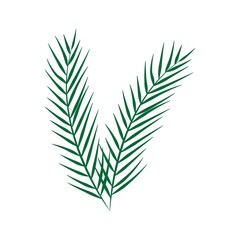 Vector green palm leaves isolated on white background
