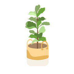 plant in a pot