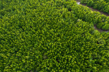 Aerial mangrove forest top view