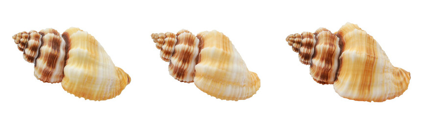 one sea shell isolated white background