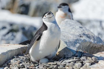 Wandaufkleber Chinstrap penguin with egg on the beach in Antarctica © Alexey Seafarer