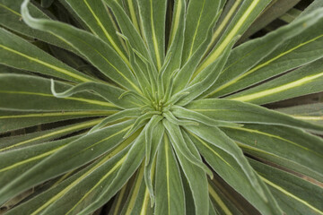 Large green plant top view background