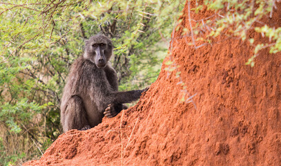 monkey baboon sits and looks