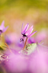 雪解けと共に可憐に咲くカタクリの花