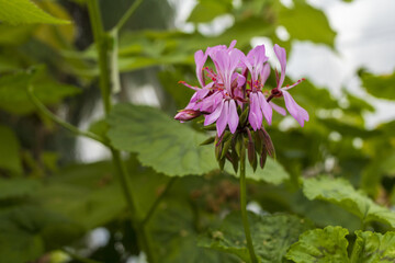 Obraz premium Pink tropical flower on greenery background close up