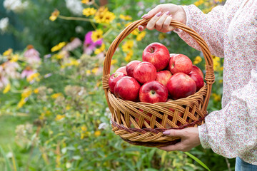 Woman holding a wicker basket with red apples
