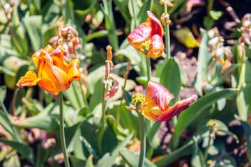 Closeup of wilted orange tulips in the spring sun. The photo was taken in a Dutch park on a sunny day in springtime.