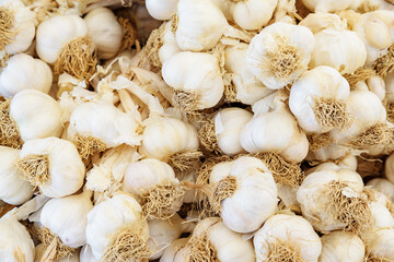Closeup view of fresh garlic. Good harvest of vegetables