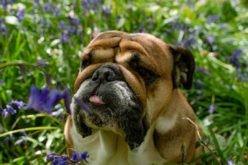 Red English/British Bulldog Dog looking up, licking out its tongue and sitting in the bluebells on spring hot sunny day