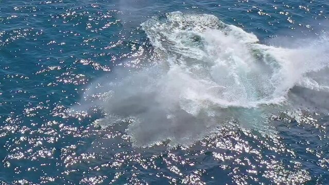 Whale breaching majestic video. Australia animals and wildlife