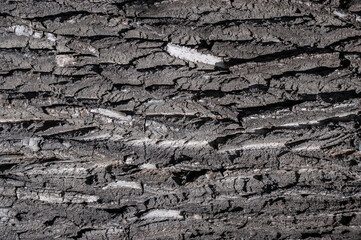Bark on the trunk of a large tree