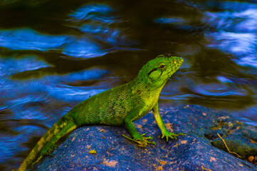 polychrus lizard on the banks of the river