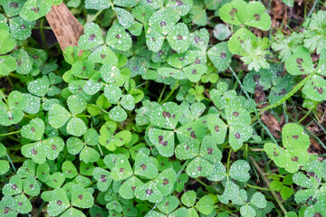 Water droplets over a clover field