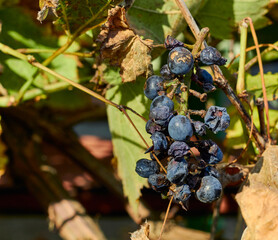 Overripe dry grapes on a grape branch. 