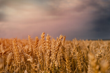 A big field of wheat and sky at sunset, usual rural England landscape in Yorkshire.