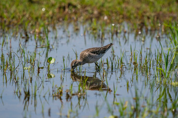 Young Wood Sandpiper (Tringa glareola) feeding in swamp