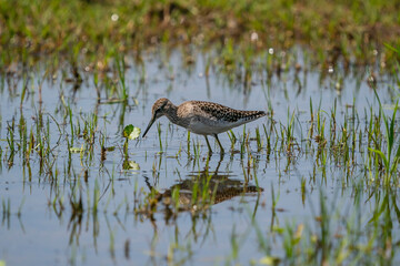Young Wood Sandpiper (Tringa glareola) feeding in swamp