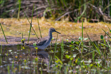 Young Wood Sandpiper (Tringa glareola) feeding in swamp