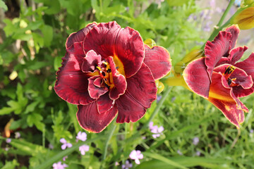 Night embers. Luxury flower daylily in the garden close-up. The daylily is a flowering plant in the...