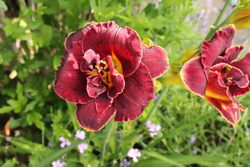 Night embers. Luxury flower daylily in the garden close-up. The daylily is a flowering plant in the genus Hemerocallis. Edible flower.