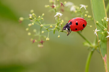 Ladybug crawling on the grass