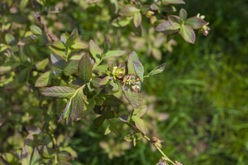 Blueberry bush branch with fresh green leaves and flowers