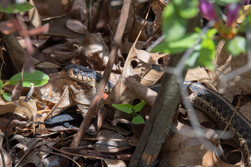 Garter snake makes it's way through a garden