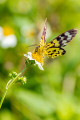 butterfly on flower