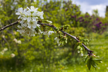 Cherry tree branch with blossom and green leaves on blurry greenery background
