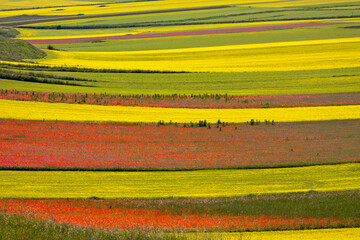 castelluccio di norcia, fioritua
