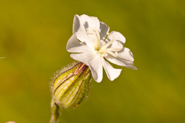 castelluccio di norcia, fioritua