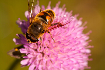 castelluccio di norcia, fioritua