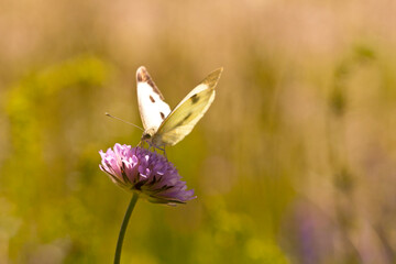 castelluccio di norcia, fioritua