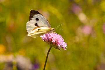 castelluccio di norcia, fioritua