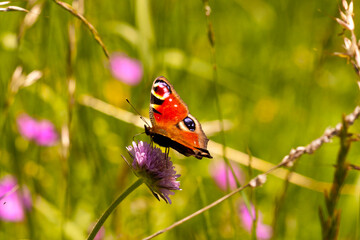 castelluccio di norcia, fioritua