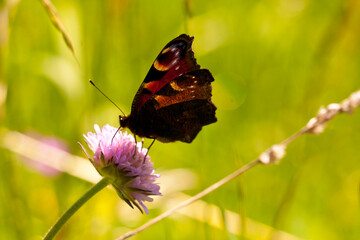 castelluccio di norcia, fioritua
